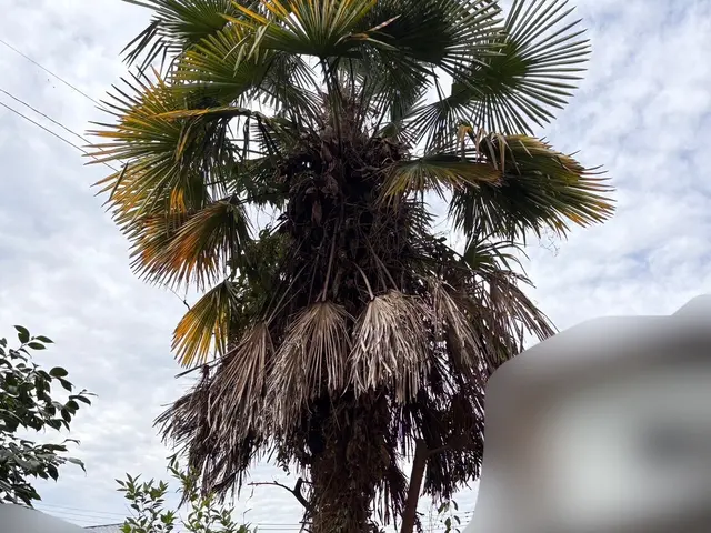 【女性スタッフ同行】ご要望を丁寧にお聞きし、理想の庭を実現するオーダーメイド剪定サービスの画像