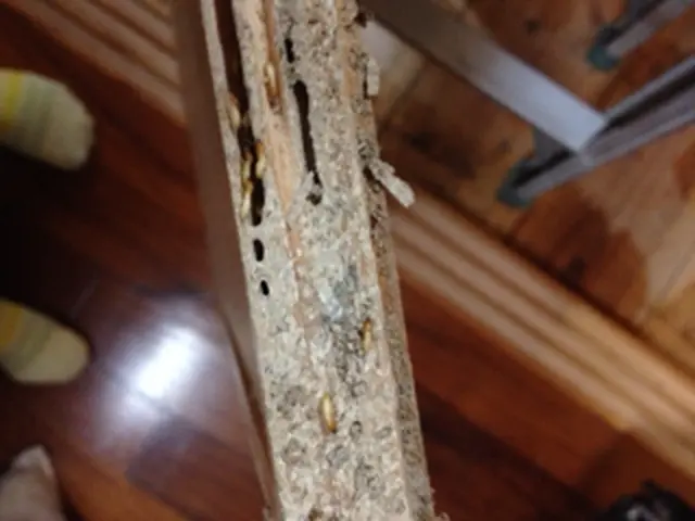 【P代店負担☆損害保険加入済み♪】設立２０周年！大切な家をシロアリから守ります◎サービスの画像