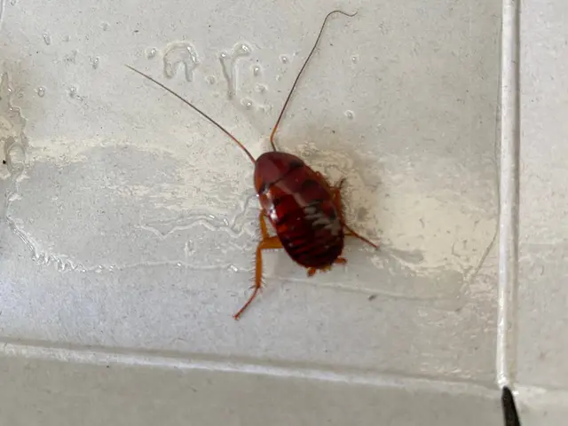 ゴキブリ（G）は突然やって来ます！38年の実績で徹底的に駆除、予防いたします！サービスの画像