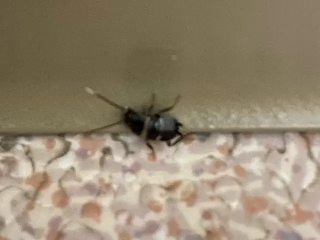 ゴキブリ（G）は突然やって来ます！38年の実績で徹底的に駆除、予防いたします！サービスの画像