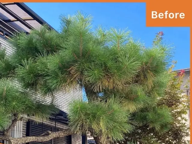 【年内作業可能！】草刈り／剪定／伐採｜関西全域対応｜追加費用なしの安心見積りサービスの画像