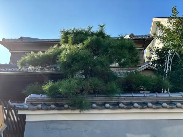 ◆大切なお庭をキレイにします◆伸び放題の庭木はありませんか？お待ちしております！サービスの画像