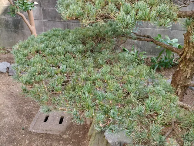 【土日祝、営業時間外も応対可能】大手の業務経験も豊富。緑が素敵なお庭にサービスの画像