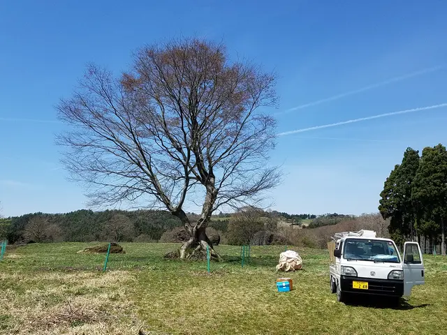 空き地や庭の草刈りサービスの画像