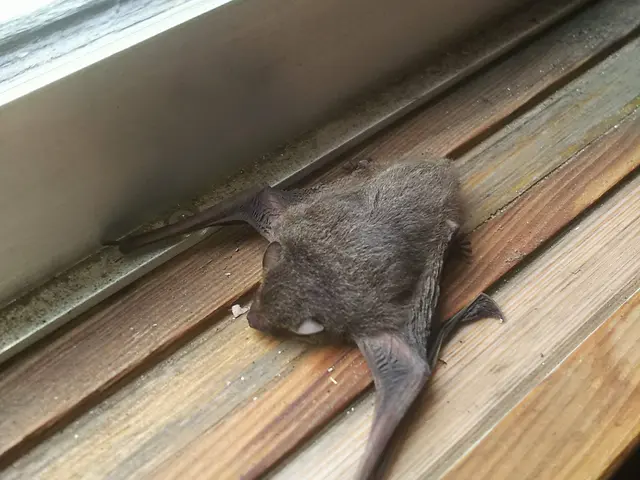 【業界経験30年以上の経験と実績】　　ころさない害獣防除はお任せください。サービスの画像