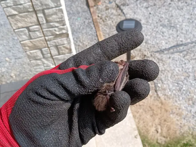 【業界経験30年以上の経験と実績】　　ころさない害獣防除はお任せください。サービスの画像