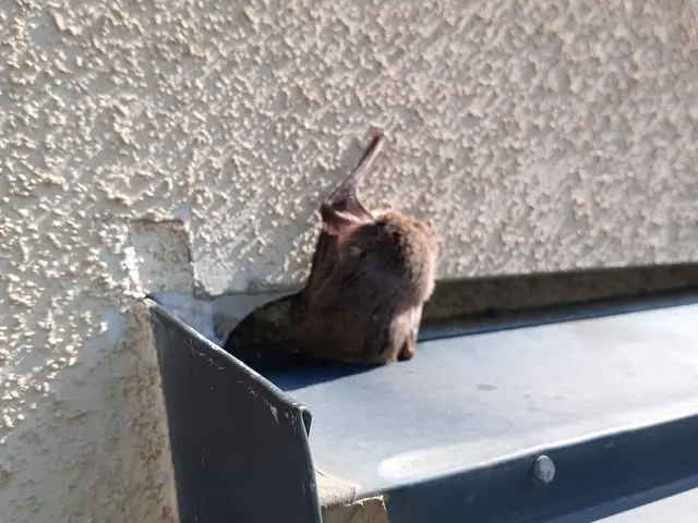 【業界経験30年以上の経験と実績】　　ころさない害獣防除はお任せください。サービスの画像