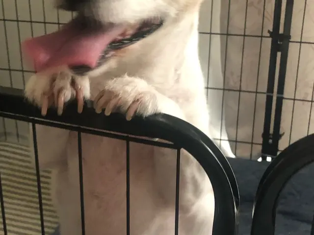 カウンセリング重視のペットシッター！ペットちゃんの性格を尊重しお世話いたします。サービスの画像