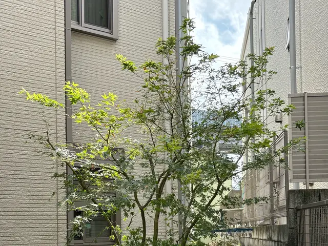 必ず綺麗な仕上がりに♪シンボルツリー専門！自然風剪定が得意です！サービスの画像