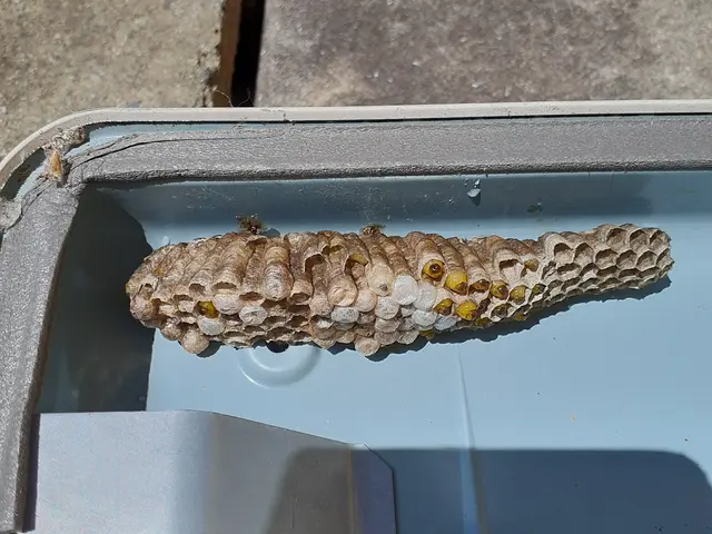 害虫駆除業界で15年以上の実績　当日・翌日の対応も可能です。お気軽にご相談下さいサービスの画像