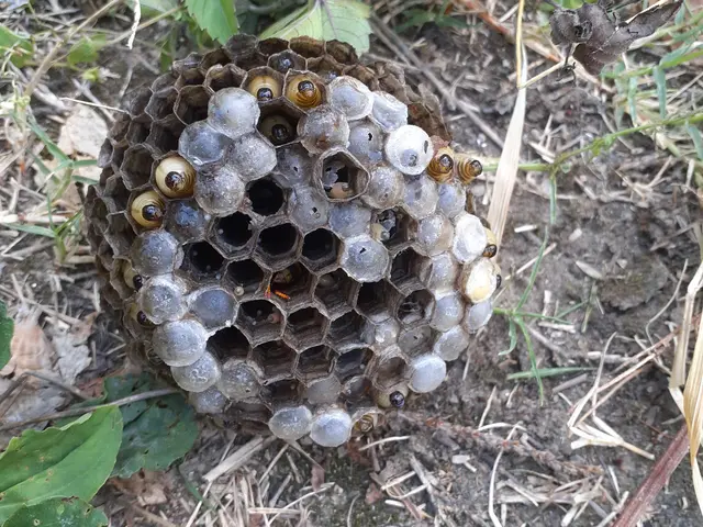 害虫駆除業界で15年以上の実績　当日・翌日の対応も可能です。お気軽にご相談下さいサービスの画像