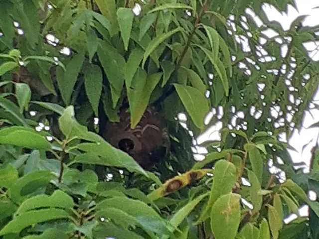 害虫駆除業界で15年以上の実績　当日・翌日の対応も可能です。お気軽にご相談下さいサービスの画像