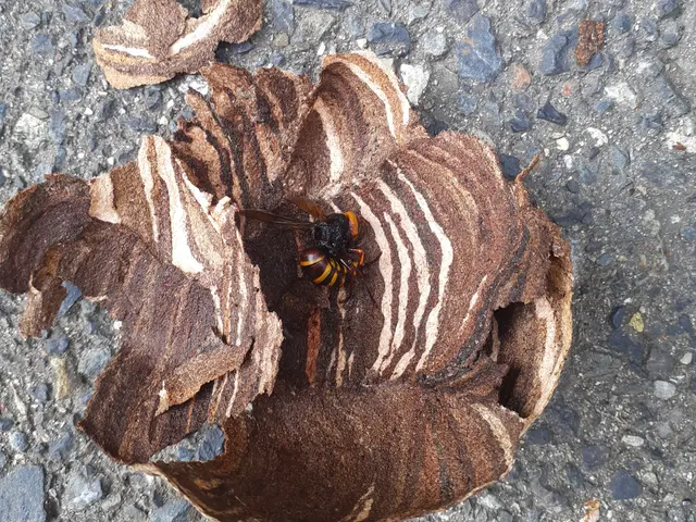 害虫駆除業界で15年以上の実績　当日・翌日の対応も可能です。お気軽にご相談下さいサービスの画像