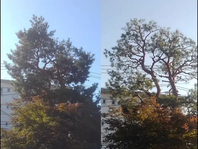 自然の美しさを生かす手入れ、心地よい庭づくりを心がけております。サービスの画像