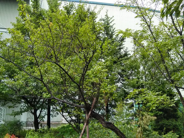 自然の美しさを生かす手入れ、心地よい庭づくりを心がけております。サービスの画像