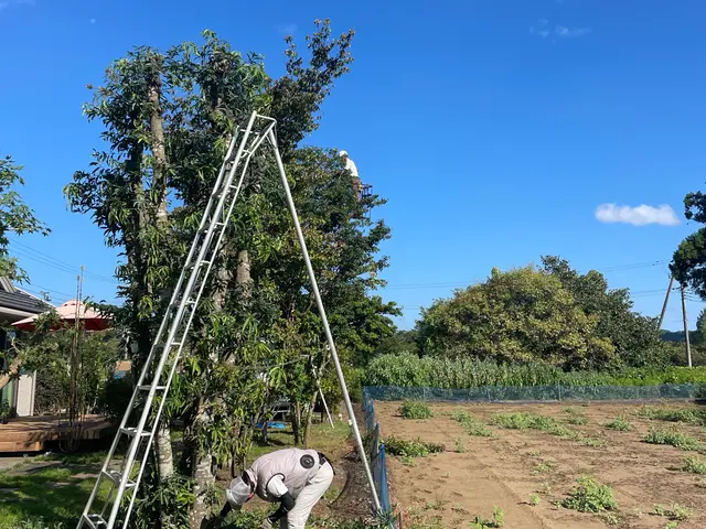 業界歴30年・30,000件以上の経験、ベテランにしかできない技庭木剪定職人夫婦サービスの画像