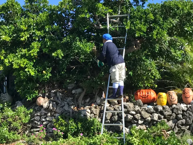 業界歴30年・30,000件以上の経験、ベテランにしかできない技庭木剪定職人夫婦サービスの画像