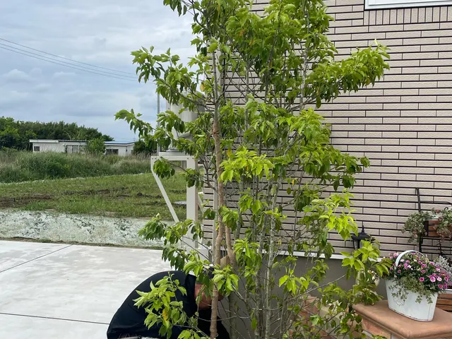 業界歴30年・30,000件以上の経験、ベテランにしかできない技庭木剪定職人夫婦サービスの画像