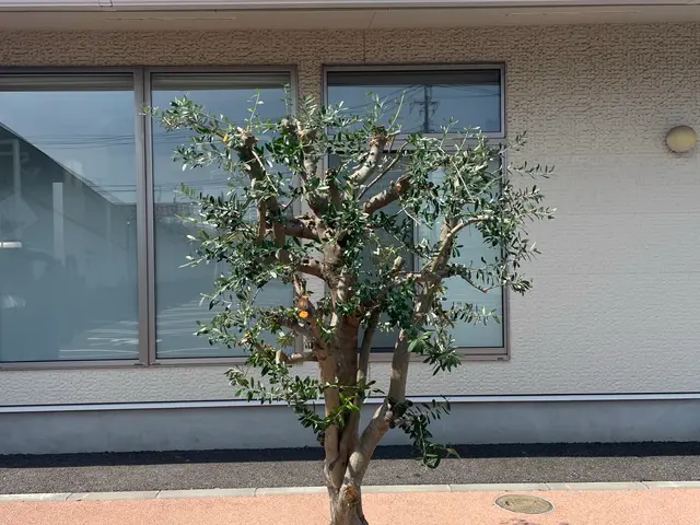 業界歴30年・30,000件以上の経験、ベテランにしかできない技庭木剪定職人夫婦サービスの画像