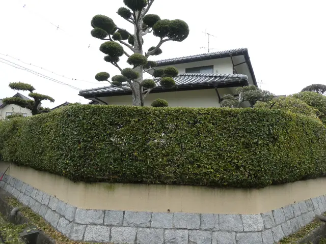 樹木の医者が指揮対応いたします！サービスの画像