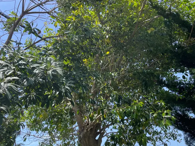 植木の伐採サービスの画像