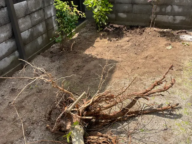 植木の伐採サービスの画像