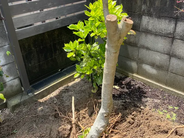 植木の伐採サービスの画像