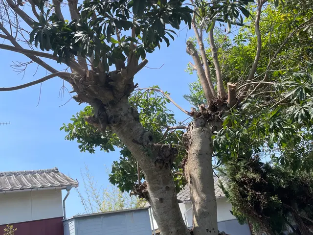 植木の伐採サービスの画像