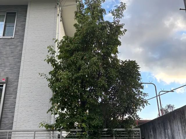 庭木の剪定・お手入れサービス【丁寧・安心対応】まずは無料のお見積を！サービスの画像