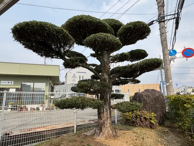 庭木の剪定・お手入れサービス【丁寧・安心対応】まずは無料のお見積を！サービスの画像