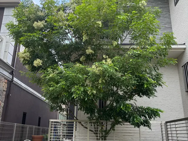 庭木の剪定・お手入れサービス【丁寧・安心対応】まずは無料のお見積を！サービスの画像