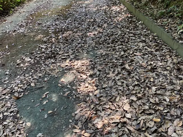 落ち葉でお困りの方へ◆福岡の暮らしを支えるプロが丁寧に落ち葉清掃をお手伝い！サービスの画像