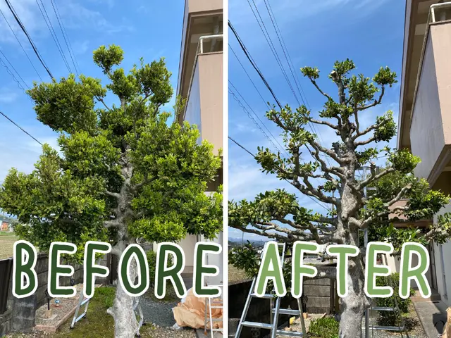 【岐阜】あなたの街の植木屋さん。大切な庭木のための剪定サービスサービスの画像