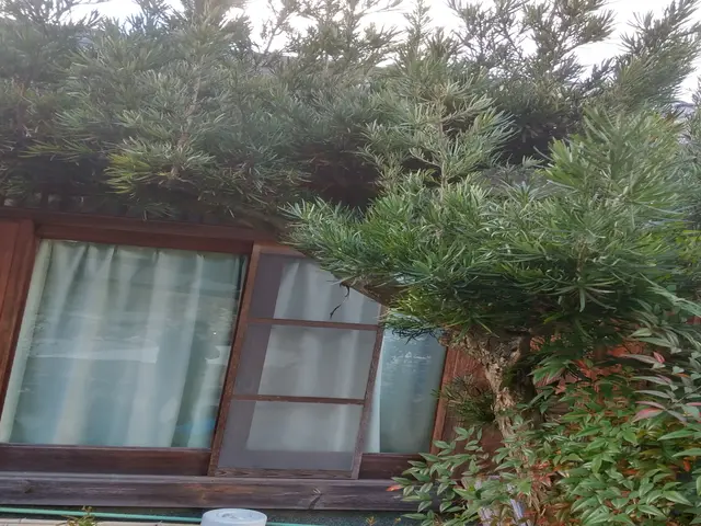 ◆刈り込まない自然風な剪定でお手入れしやすいサイズ感に戻し優しく柔らかい庭木に◆サービスの画像