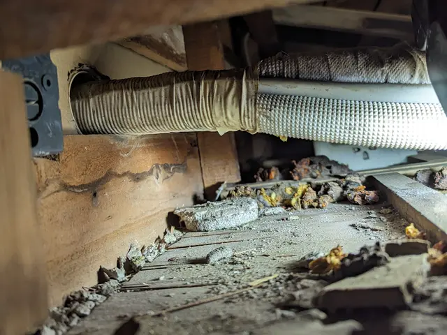 ハクビシン・アライグマ・イタチ駆除のスペシャリスト！調査にお時間を頂きます。サービスの画像