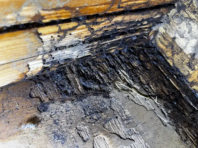 ☆新春キャンペーン料金50%オフ☆『虫バリア付き』【害虫駆除/シロアリ】サービスの画像