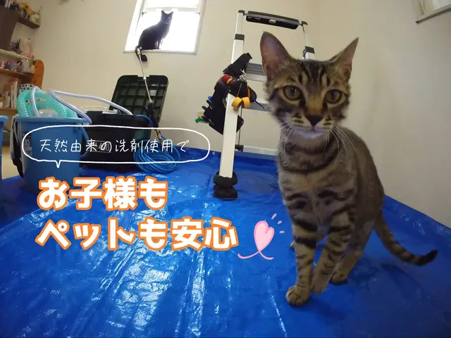 【女性スタッフ同行可♪】お子さまやペットにも安心な天然洗剤を使用☆複数台でお得♪サービスの画像