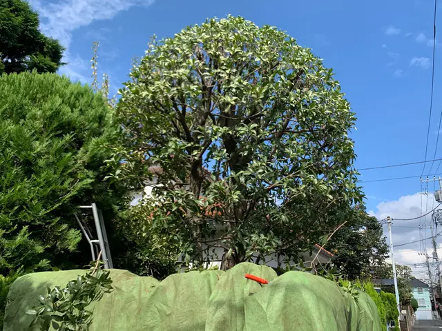 業界経験10年以上！7000件以上の実績を誇る、店長自らが伺う庭木剪定サービス！サービスの画像