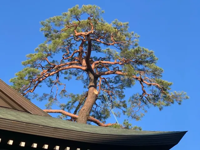 業界経験10年以上！7000件以上の実績を誇る、店長自らが伺う庭木剪定サービス！サービスの画像