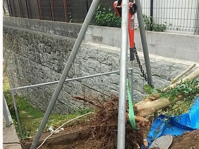 【PayPay・カード決済OK】庭木1本だけでもOK。3本以上大幅お値引有り！サービスの画像