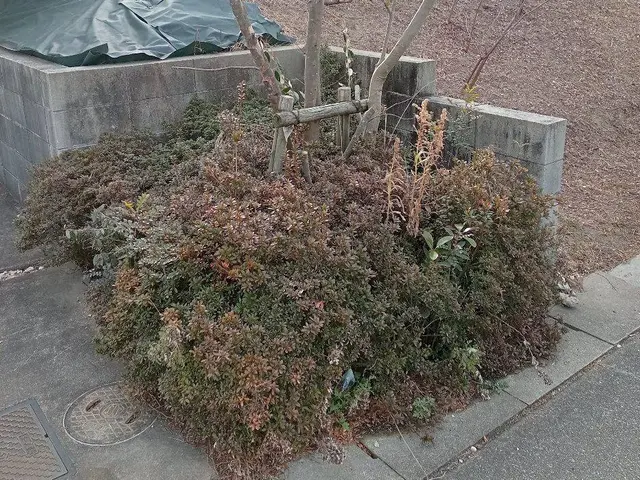 【PayPay・カード決済OK】庭木1本だけでもOK。3本以上大幅お値引有り！サービスの画像