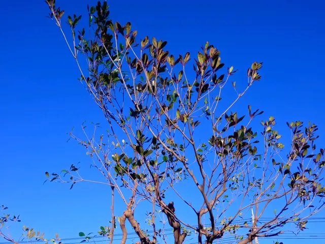 あなたのお庭、綺麗にします。コミュニケーションを第一に、癒しの庭を提案します。サービスの画像