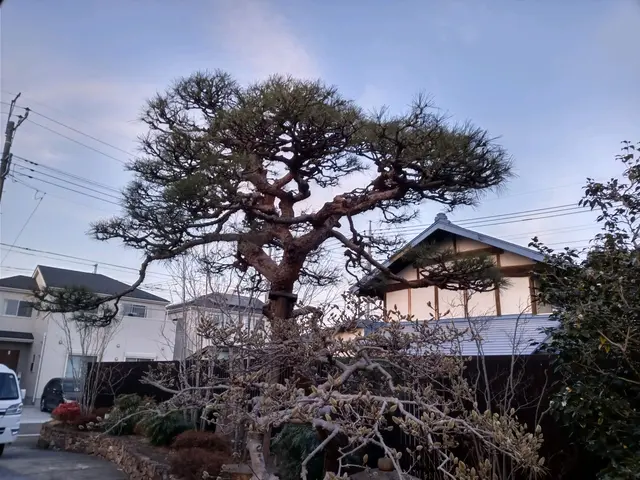 あなたのお庭、綺麗にします。コミュニケーションを第一に、癒しの庭を提案します。サービスの画像