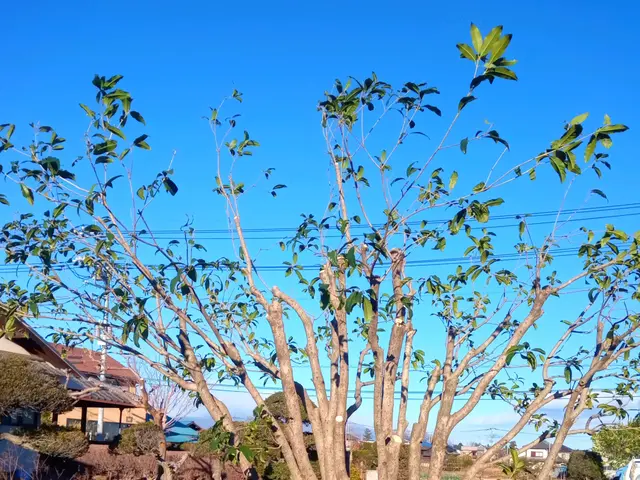 あなたのお庭、綺麗にします。コミュニケーションを第一に、癒しの庭を提案します。サービスの画像