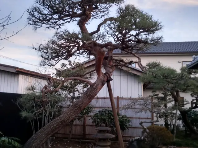 あなたのお庭、綺麗にします。コミュニケーションを第一に、癒しの庭を提案します。サービスの画像