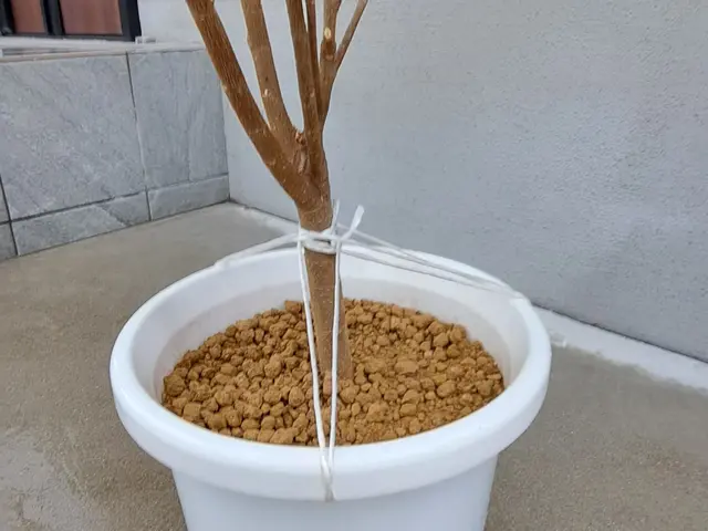 《新規出店》観葉植物や鉢植え専門の花屋さんとも提携してるので知識は豊富な庭師ですサービスの画像