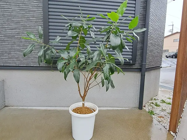 《新規出店》観葉植物や鉢植え専門の花屋さんとも提携してるので知識は豊富な庭師ですサービスの画像