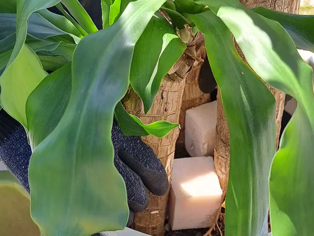 《新規出店》観葉植物や鉢植え専門の花屋さんとも提携してるので知識は豊富な庭師ですサービスの画像