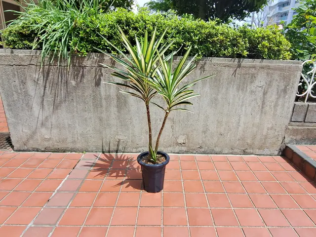 《新規出店》観葉植物や鉢植え専門の花屋さんとも提携してるので知識は豊富な庭師ですサービスの画像