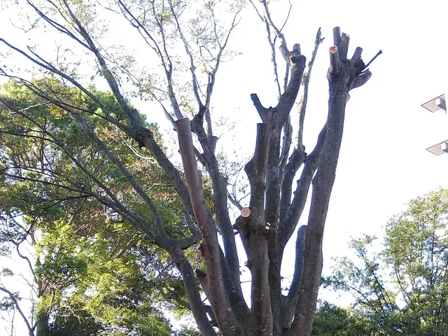 ロープワークでの【特殊剪定・伐採】★大切な庭木★巨木・高木でも★サービスの画像